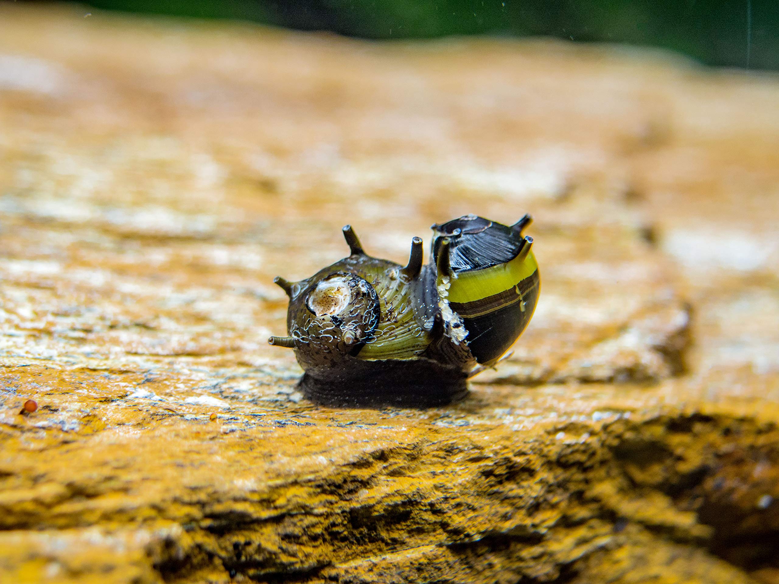 Amazon.com : Aquatic Arts 3 Live Zebra Thorn/Horn Nerite Snails